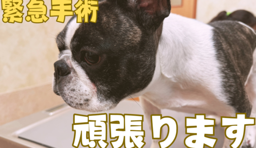 愛犬が緊急手術します